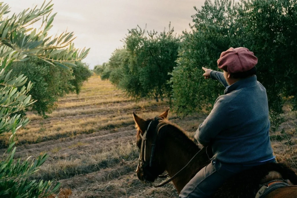 Unlocking the Nuances of Olive Oil: A Deep Dive Beyond the Bottle
