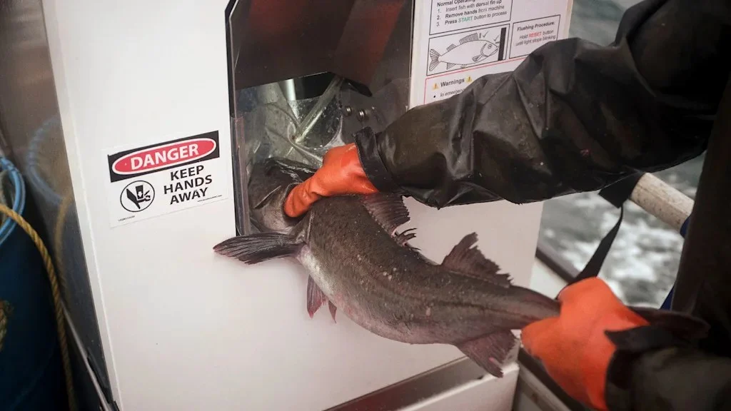 Shinkei Aims to Revolutionize Seafood Freshness and Sustainability with AI-Powered Robotics